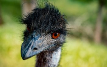 The Great Emu War (No You Did Not Read That Wrong)